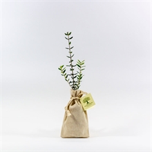 Acebuche en bolsa de lino | 