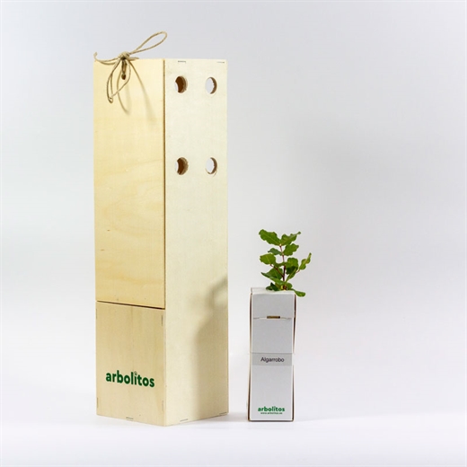 Algarrobo en caja deluxe | Arbolitos
