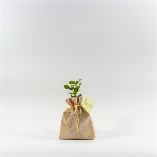 Algarrobo en bolsa de yute | Arbolitos