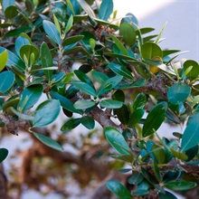 Acebuche hoja | 