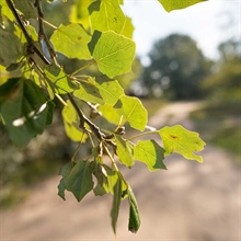 Hoja álamo | 