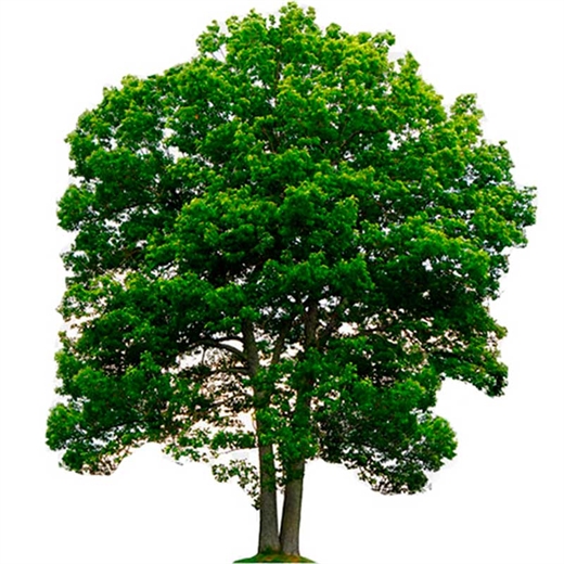 Alcornoque