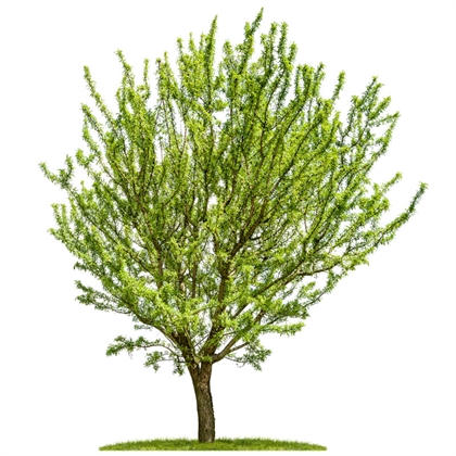 Almendro | Arbolitos