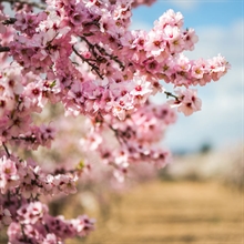 Almendro en flor | 