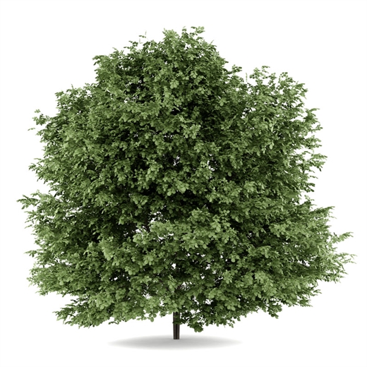 Avellano