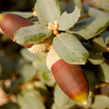 Fruto alcornoque | 
