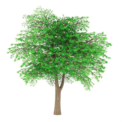Cedro | Arbolitos