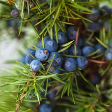 frutos enebro | 