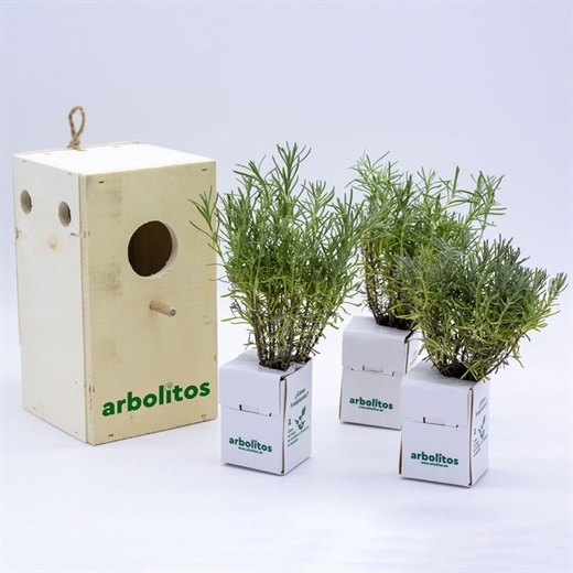 Tres plantas aromáticas en caja nido para pájaros