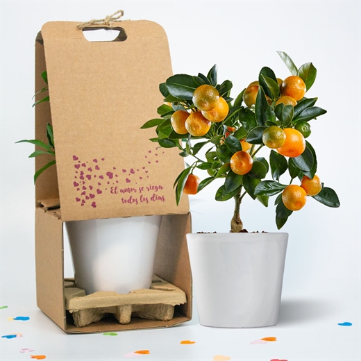Árbol enano - maceta cerámica de 14 cm - LOVE