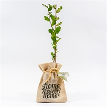 regalo ecologico arbolito | 