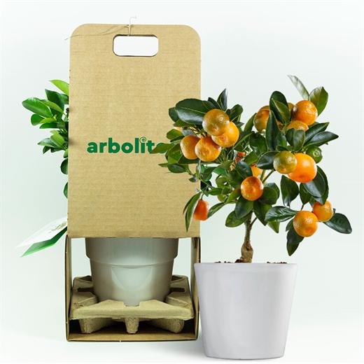 Árbol enano - maceta cerámica de 14 cm