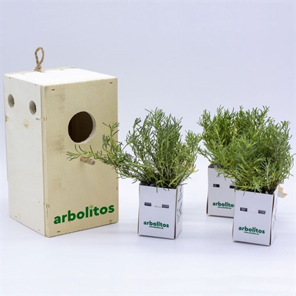 Cuatro plantas aromáticas en caja nido para pájaros | Arbolitos