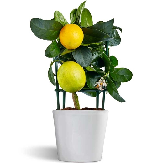 Meyer Lemon