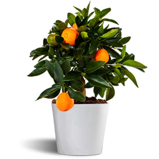 Kumquat