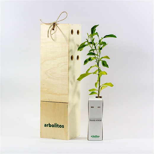 Naranjo amargo en caja deluxe | Arbolitos