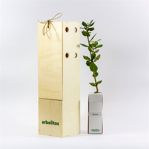 Encina en caja deluxe | Arbolitos