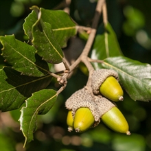 Fruto encina | 