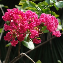 flores lagerstroemia | 