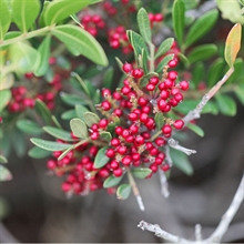 fruto lentisco | 