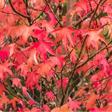 hojas liquidambar | 