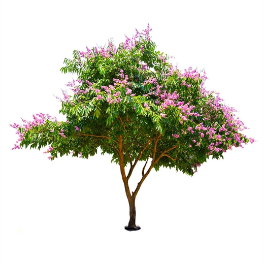 Lagerstroemia