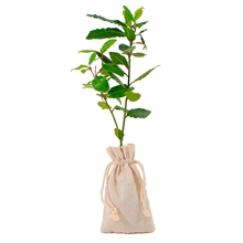 laurel para regalo | 