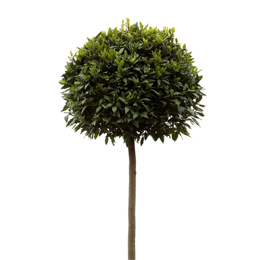 Laurel