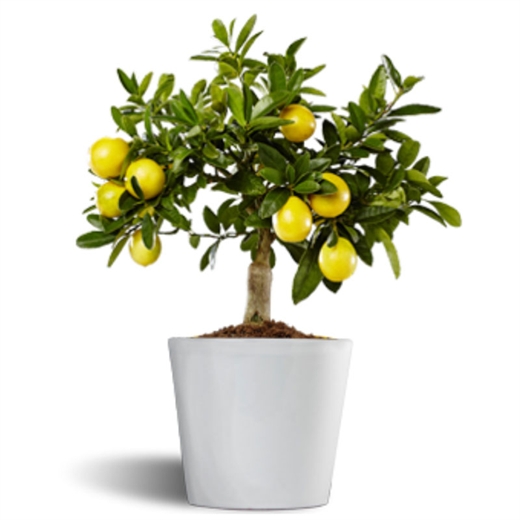 Limequat