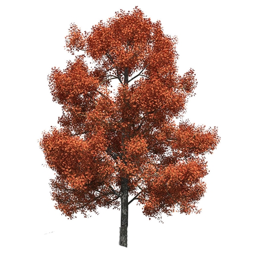 Liquidambar