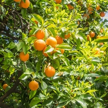 Fruto naranjo | 