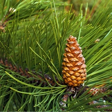 pinus nigra piñas | 