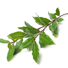hojas de laurel | 