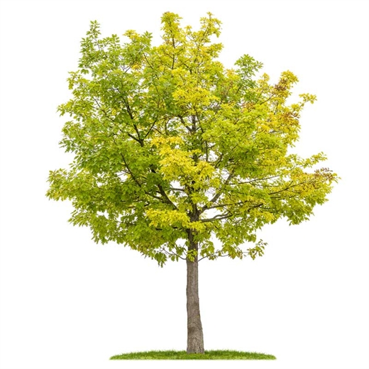 Roble